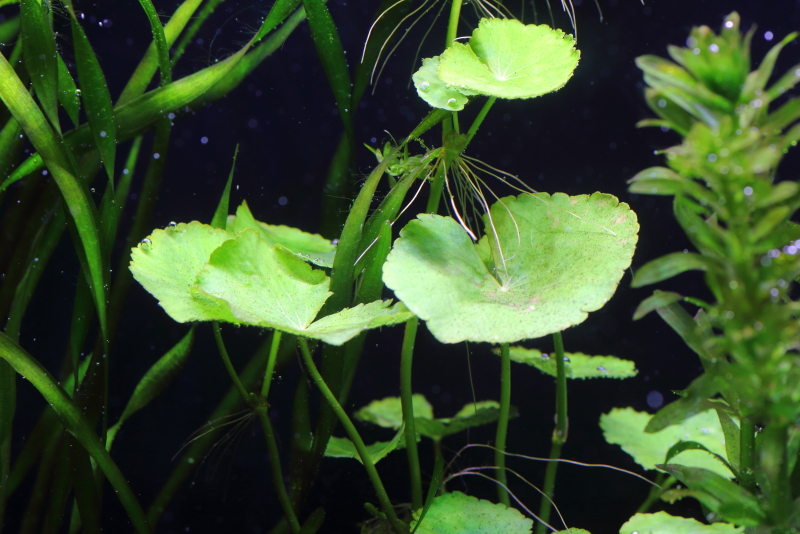 植栽から9日目　アマゾンチドメグサ